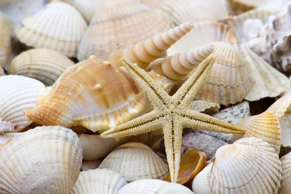 Sea Shells Beach — Stock Photo, Image