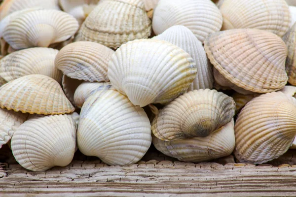 Muscheln Aus Nächster Nähe — Stockfoto