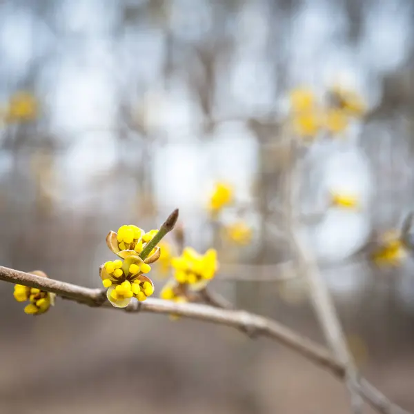 Frühlingsblumen Garten — Stockfoto