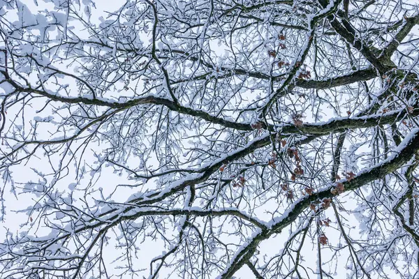 Plateau Couvert Neige — Photo