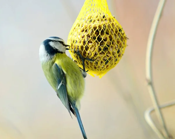 Closeup Cute Great Tit Bird Cyanistes Caeruleus Hanging Net Suet — Zdjęcie stockowe