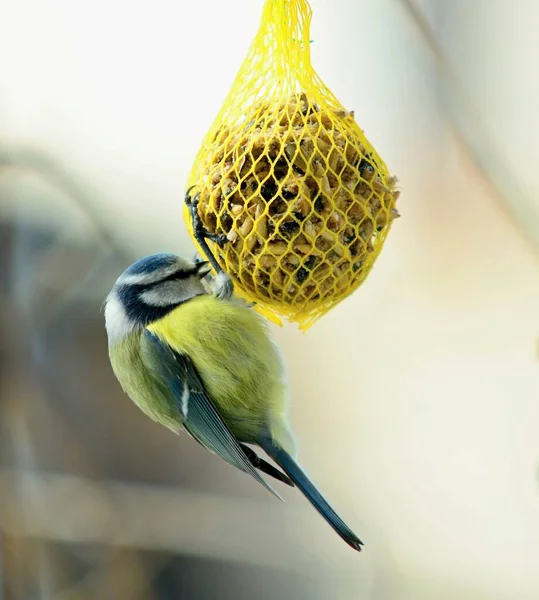 Closeup Cute Great Tit Bird Cyanistes Caeruleus Hanging Net Suet — Stockfoto