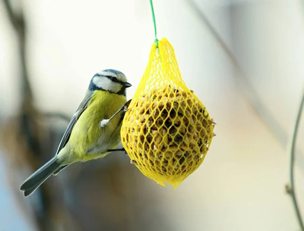 Closeup Cute Great Tit Bird Cyanistes Caeruleus Hanging Net Suet — Stockfoto
