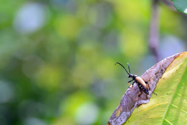 Primo Piano Bug Natura Selvaggia — Foto Stock