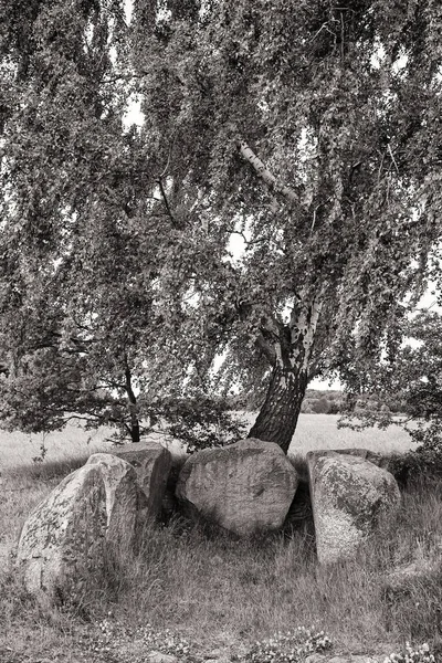 Stengrav Björk Ruegen — Stockfoto