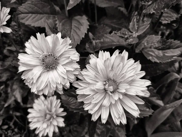 Gelbe Sonnenblumen Sommer — Stockfoto