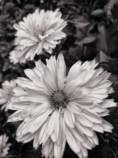 Tournesols Jaunes Été — Photo