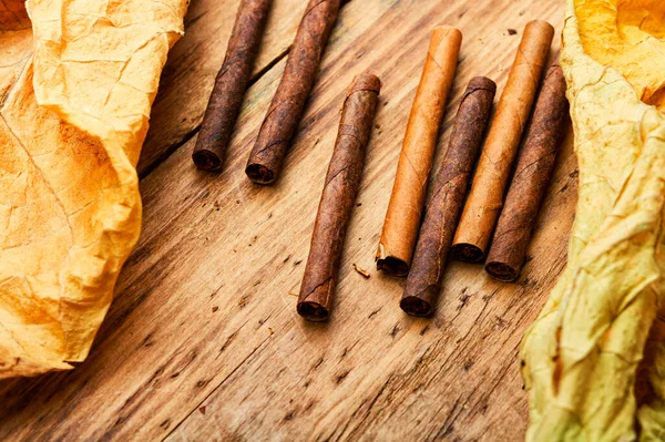 Cigarillos Dry Tobacco Leaf Wooden Background — Stock Photo, Image