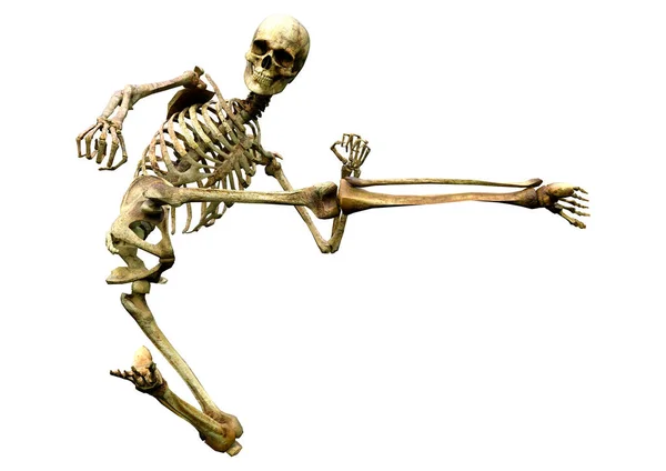 Render Skeleton Isolated White Background — Stock Photo, Image