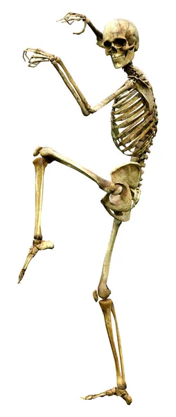 Mänskligt Skelett Isolerat Vit Bakgrund — Stockfoto