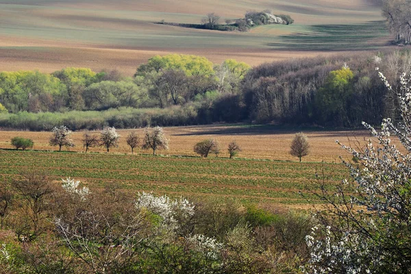 Voorjaarsbloeiend Landschap Moravië Midden Europa — Stockfoto