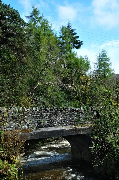 Vacker Utsikt Över Floden Skogen — Stockfoto