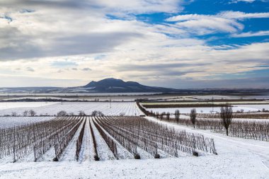 Winter vineyards under Palava near Sonberk, South Moravia, Czech Republic clipart