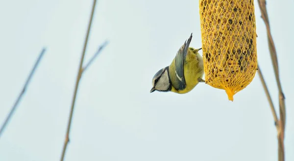 Closeup Cute Great Tit Bird Cyanistes Caeruleus Hanging Net Suet — ストック写真