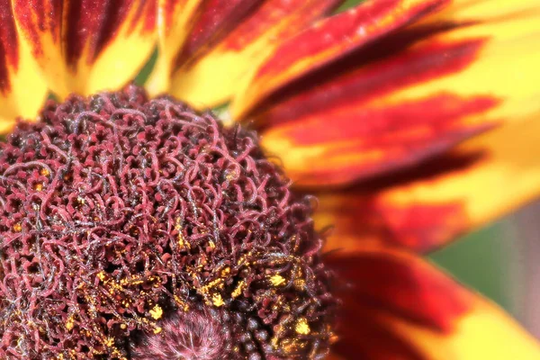 Macro Black Eyed Susan Flower Bloom Edge — Stock Photo, Image