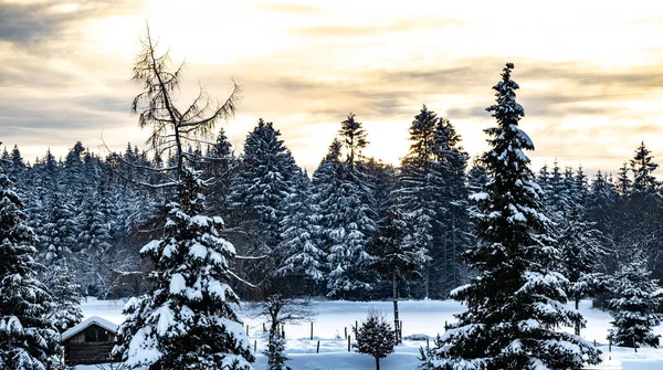 ヘッセ ドイツの木と雪の美しい風景 — ストック写真