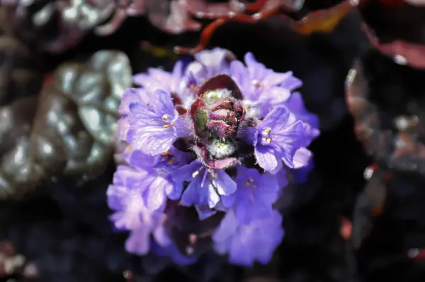 Vacker Botanisk Skott Naturliga Tapeter — Stockfoto