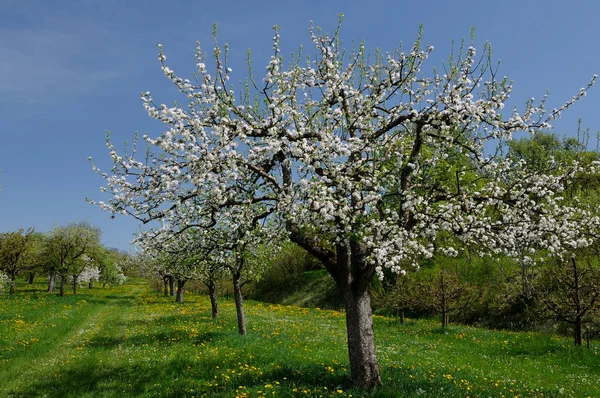 Blühende Bio Obstbäume Einem Sonnigen Frühlingstag Zwischen Wiesen Baden Deutschland — Stockfoto