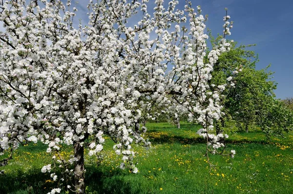 Szczegół Kwiatów Jabłoni Kwitnącym Organicznym Sadzie Słoneczny Wiosenny Dzień Wśród — Zdjęcie stockowe