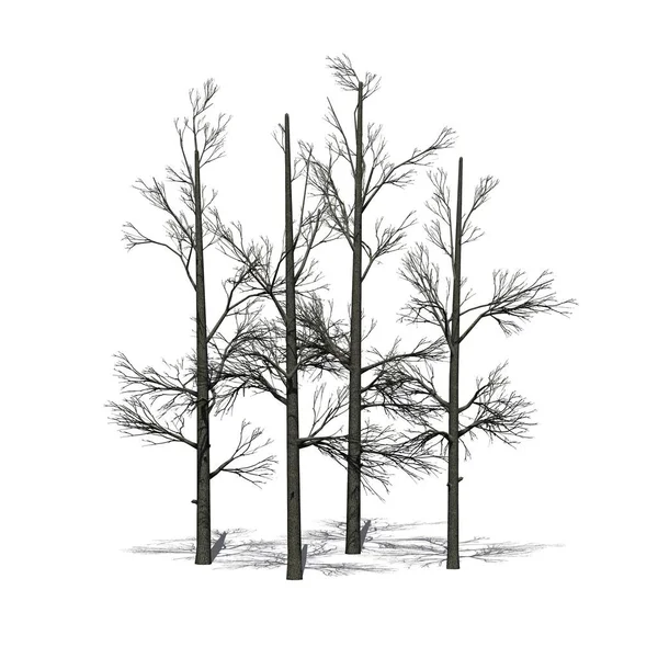 Grupo Árvores Sourwood Inverno Com Sombra Chão Isolado Fundo Branco — Fotografia de Stock