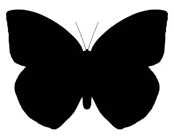 Icône Papillon Silhouette Noire Sur Fond Blanc Illustration Vectorielle — Photo