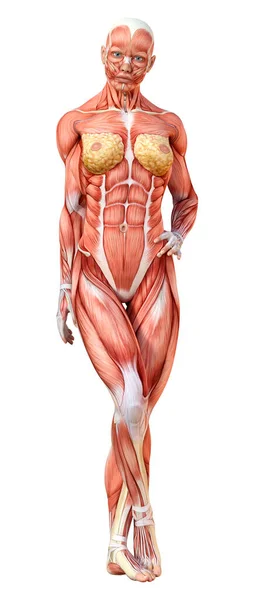 Rendering Female Figure Muscle Maps Isolated White Background — Stock Photo, Image