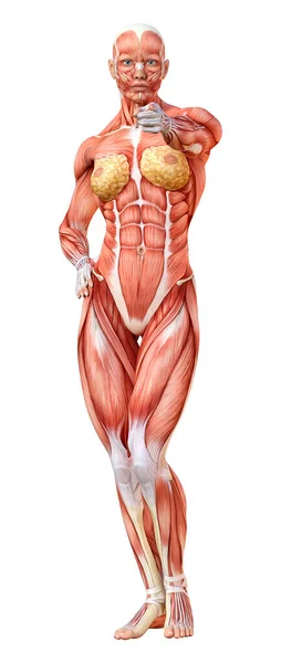 Representación Una Figura Femenina Con Mapas Musculares Aislados Sobre Fondo — Foto de Stock