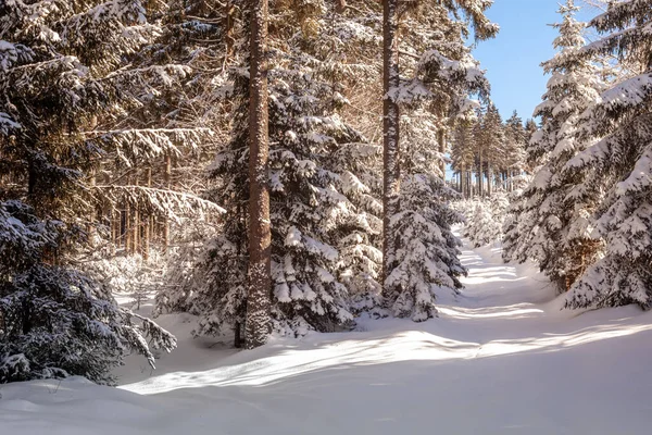 Beau Paysage Hivernal Avec Des Arbres Enneigés — Photo