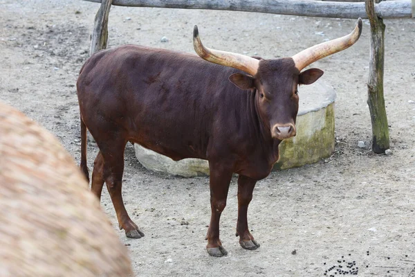 Ein Stier Einem Traditionellen Spektakel Des Stierkampfes — Stockfoto