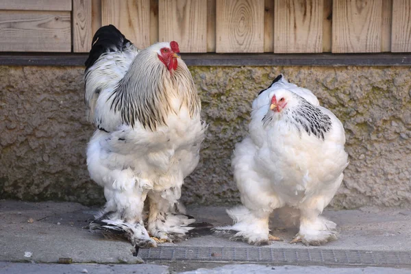 Csirke Csirkék Gazdaságban — Stock Fotó