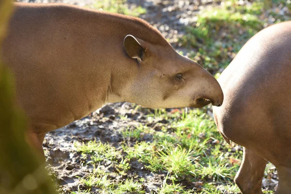 Primer Plano Una Vaca Zoológico —  Fotos de Stock