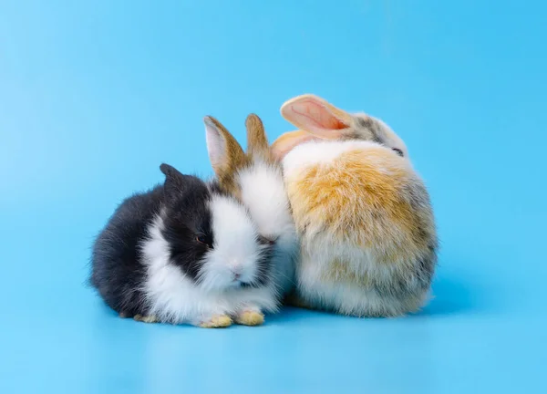 Three Lovely Bunny Rabbit Sitting Together Blue Background — Stock Photo, Image