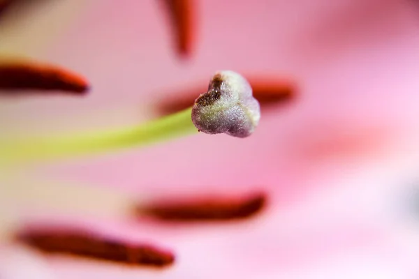 Piękne Botaniczne Ujęcie Naturalna Tapeta — Zdjęcie stockowe