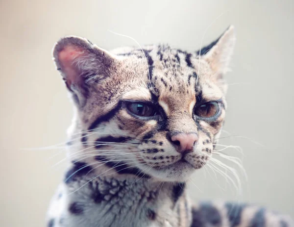 Margay Leopardus Wiedii Pequeño Gato Salvaje Nativo América Central Del — Foto de Stock
