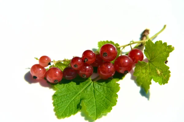 Groseille Rouge Avec Des Feuilles Vertes Sur Fond Blanc — Photo