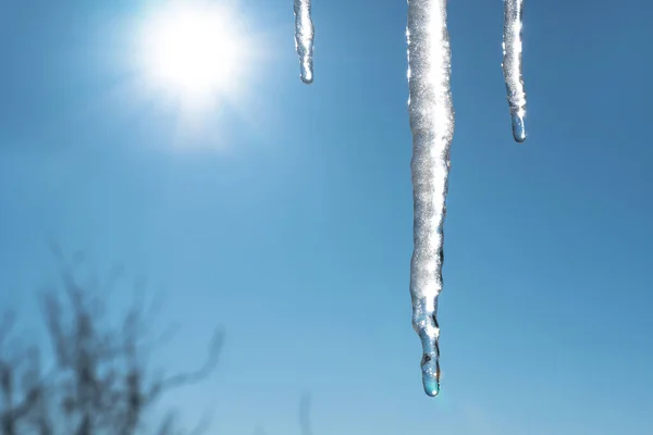 Jégcsapok Olvadnak Csöpögnek Tavasszal Kék Felé Nappal Napsugarakkal Globális Felmelegedés — Stock Fotó
