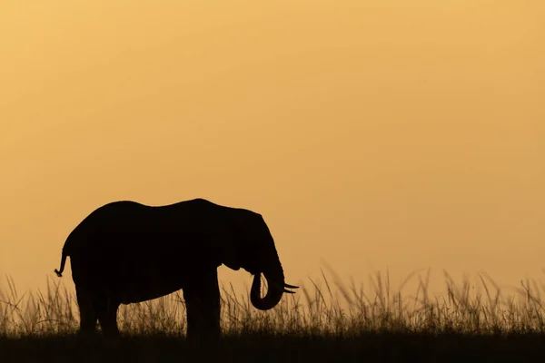 Afrikai Bokor Elefánt Alkonyatkor Égen — Stock Fotó