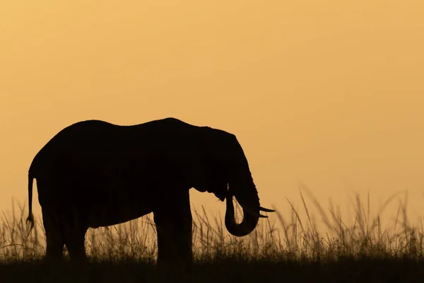 Afrikai Bokor Elefánt Naplementekor Égen — Stock Fotó