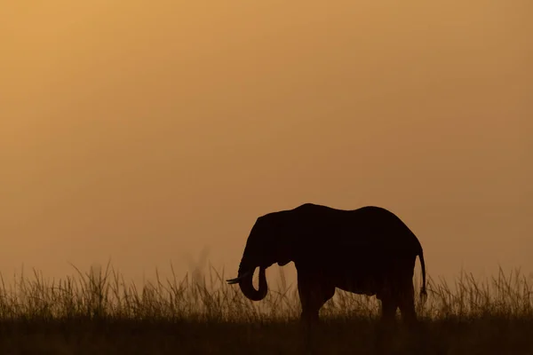 African Bush Elephant Crosses Horizon Sunset — Stock Photo, Image