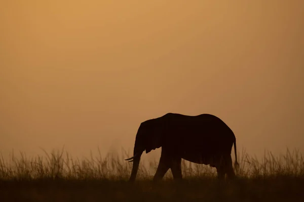 Afrikai Bokor Elefánt Átkelés Horizont Napnyugtakor — Stock Fotó