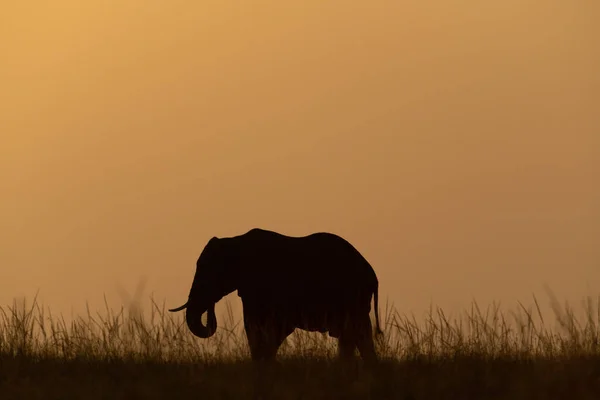 African Bush Elephant Curls Trunk Sundown — Stock Photo, Image