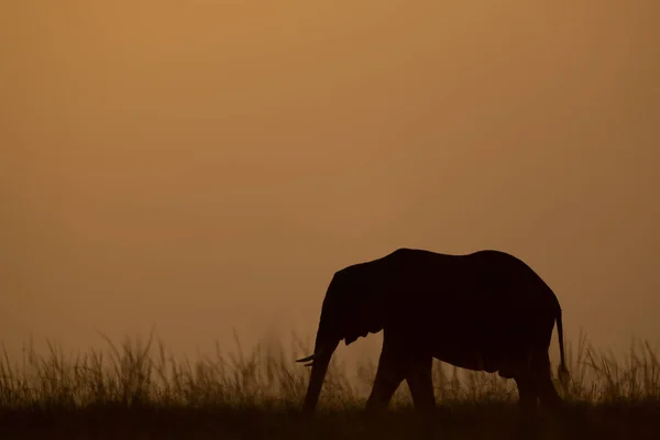 日没時にアフリカのブッシュ象が水平線を横切る — ストック写真