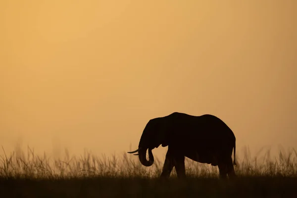 African Bush Elephant Curls Trunk Horizon — Stock Photo, Image