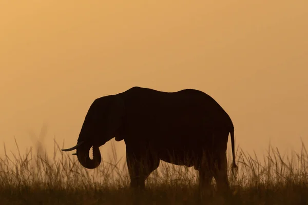 African Bush Elephant Curls Trunk Sunset — Stock Photo, Image