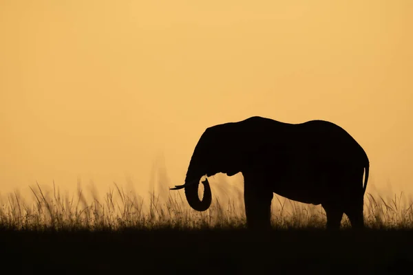Afrikai Bokor Elefánt Eszik Füvet Égen — Stock Fotó