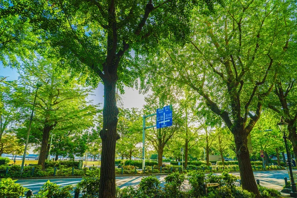 新緑に包まれた山下公園 横浜市みなとみらい 撮影場所 神奈川県横浜市 — ストック写真