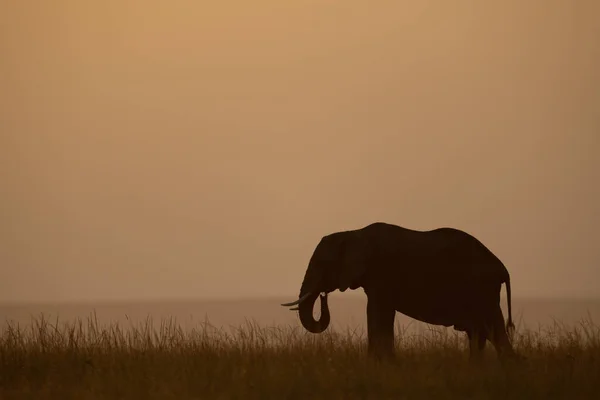 アフリカのブッシュゾウは日没時に草を食べる — ストック写真