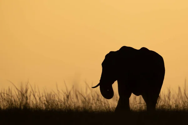 African Bush Elephant Eats Grass Sunset — Stock Photo, Image