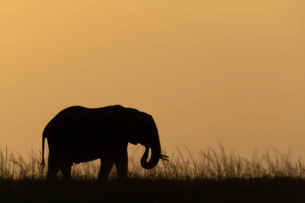 African Bush Elephant Facing Right Sundown — Stock Photo, Image