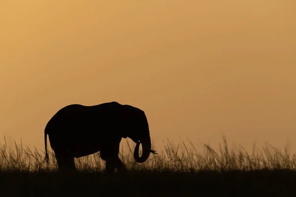 夕暮れ時に顔を出すアフリカのブッシュゾウ — ストック写真